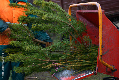 Worker hands put branches of used Christmas tree in receiver of a wood chipper photo