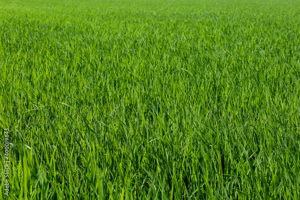 Baby Green rice field in countryside at thailand
