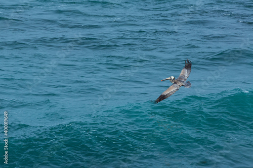 Brown pelican  Pelecanus occidentalis   La Jolla  San Diego  California  Usa  America