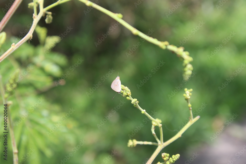 A butterfly from ф family Lycaenidae sitting on a tree branch A butterfly from ф family Lycaenidae sitting on a tree branch