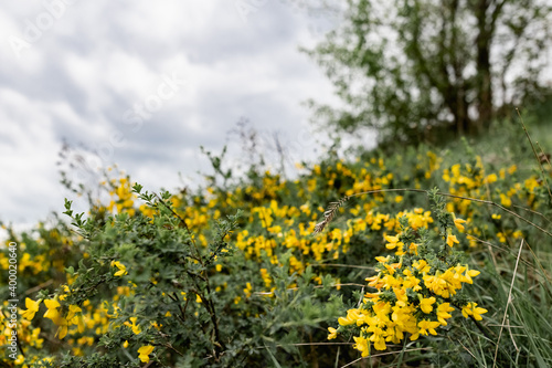 The natural landscape under the open sky with tiny yellow wildflowers in the lead role. Low bushes bright
