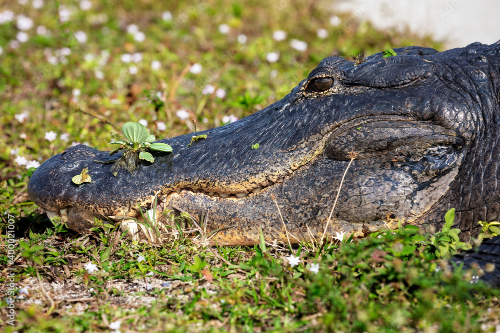 Fototapeta premium alligator in the everglades