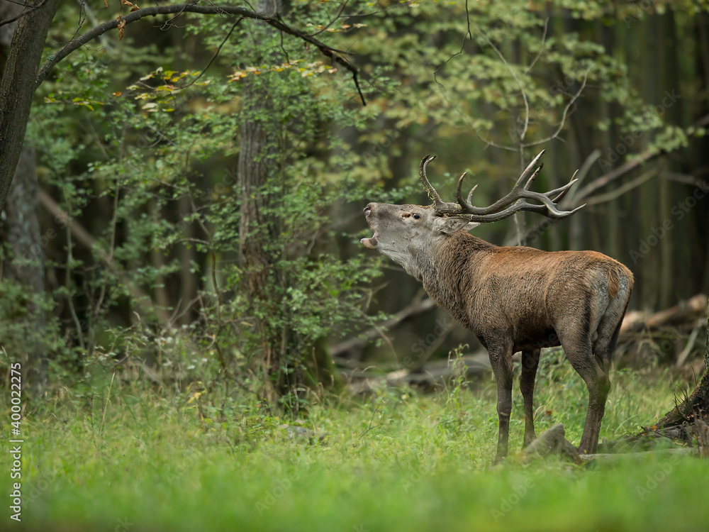 red deer
red deer