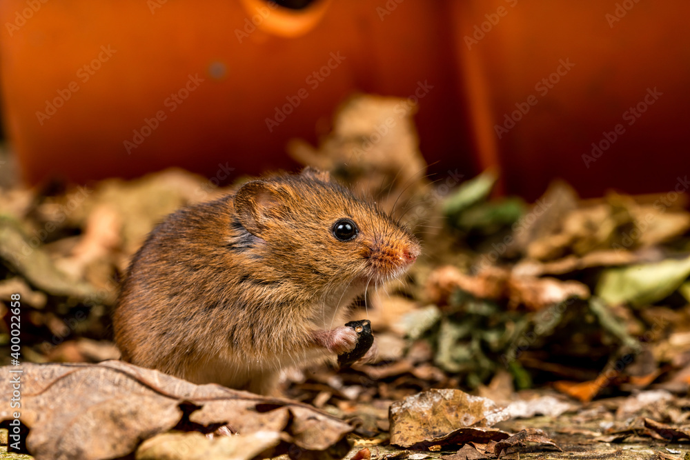 Eurasian harvest mouse (Micromys minutus) Eurasian harvest mouse (Micromys minutus)