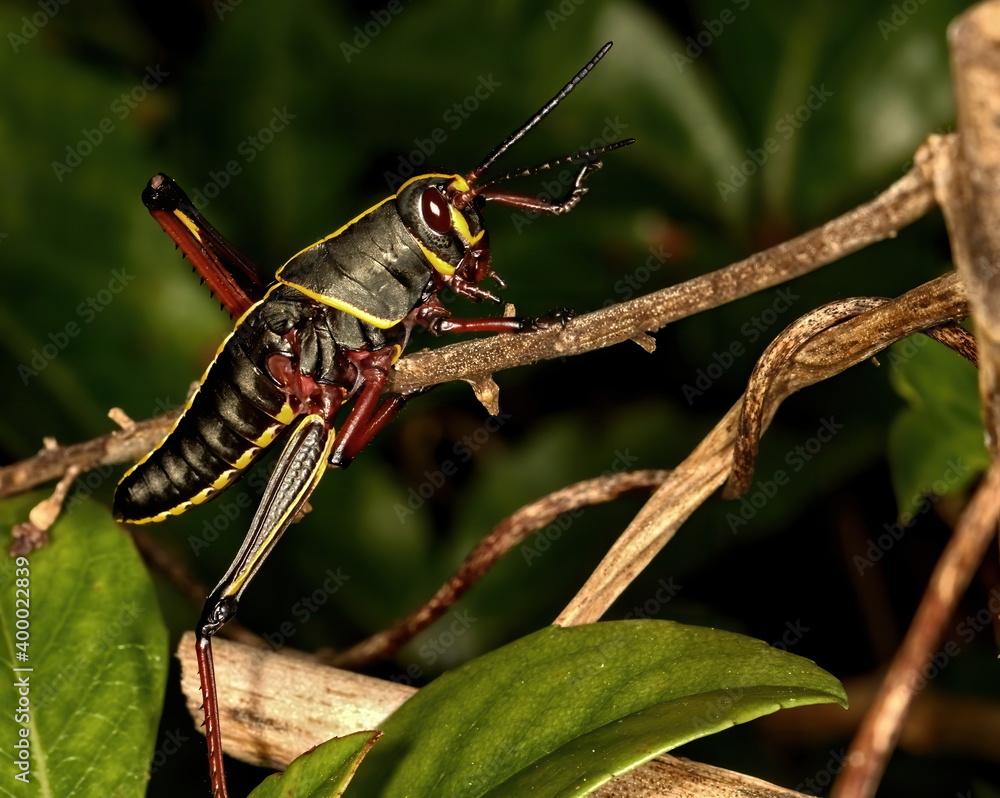 Fototapeta premium A macro photograph of a young Eastern lubber grasshopper on a bush of choice for the eating.
