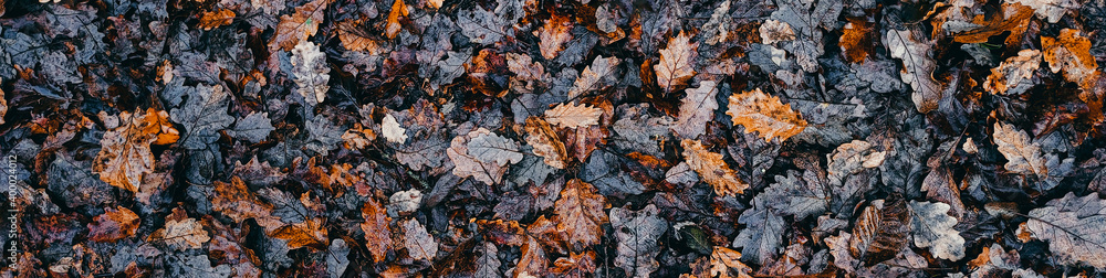 Texture of autumn oak leaves fallen on the ground. Brown fall season background with orange leaves. Natural abstract background to use as a wallpaper or for your designs. Forest, nature, park.