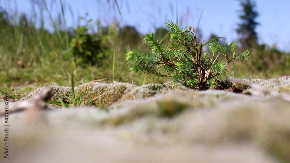 Small Pine Tree Rocking in the Windy Desert Looking Grass Field Small Pine Tree Rocking in the Windy Desert Looking Grass Field
