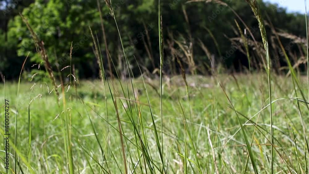 Hay and Grass Moving in The Summer Wind on a Field in the Woods Hay and Grass Moving in The Summer Wind on a Field in the Woods
