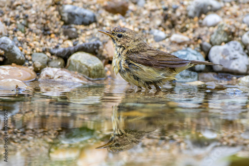 Zilpzalp (Phylloscopus collybita) beim baden