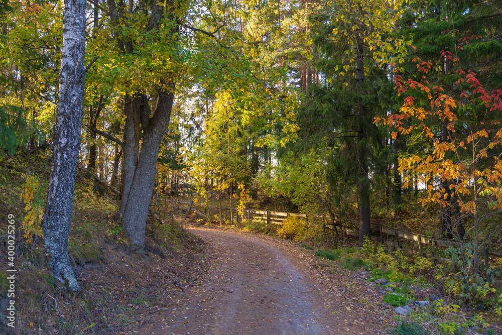 Naklejka premium road in the autumn forest