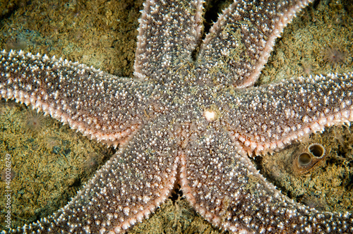 Polar Sea Star underwater in the St. Lawrence Estuary
