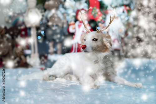 dog disguised as a reindeer with snowflakes at christmas