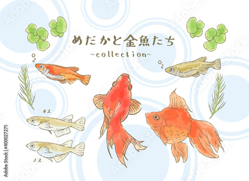メダカと金魚たちのイラスト