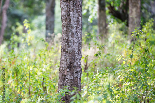 Fototapeta Naklejka Na Ścianę i Meble -  An isolated sandalwood tree trunk in a sandalwood forest in Marayoor, Kerala, India