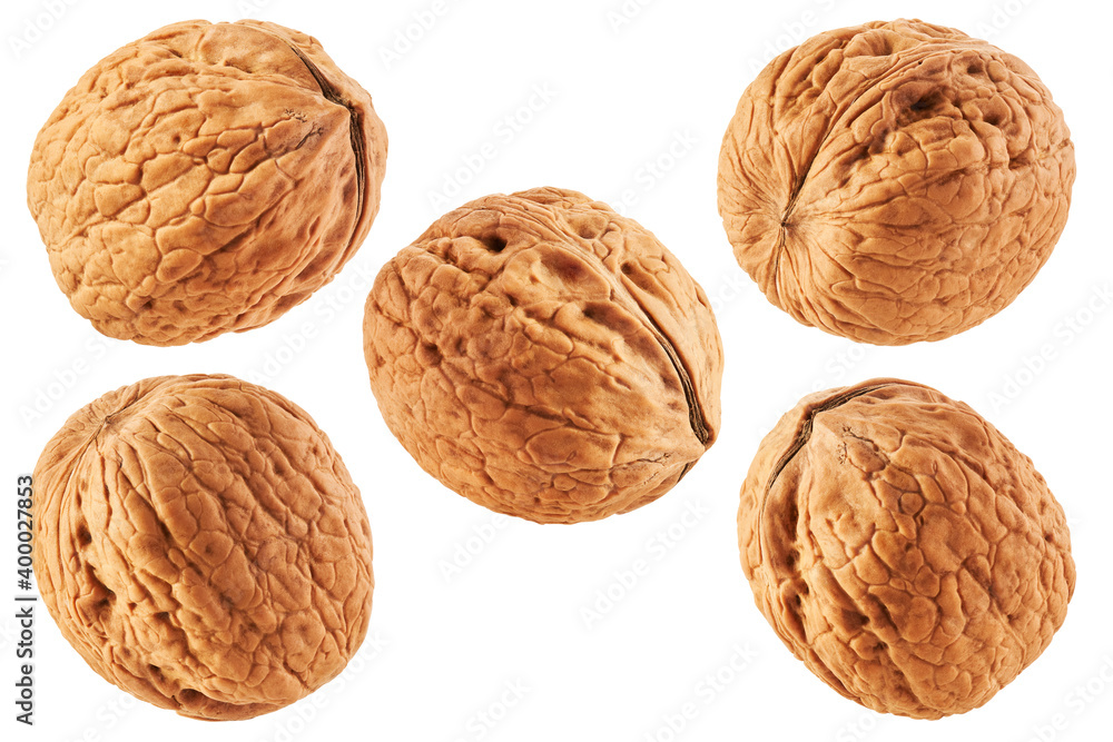 Walnut isolated on white background. Collection Walnut isolated on white background. Collection