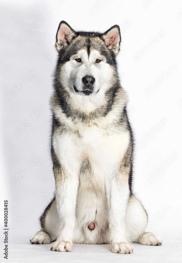Alaskan Malamute sits on a white background in full growth