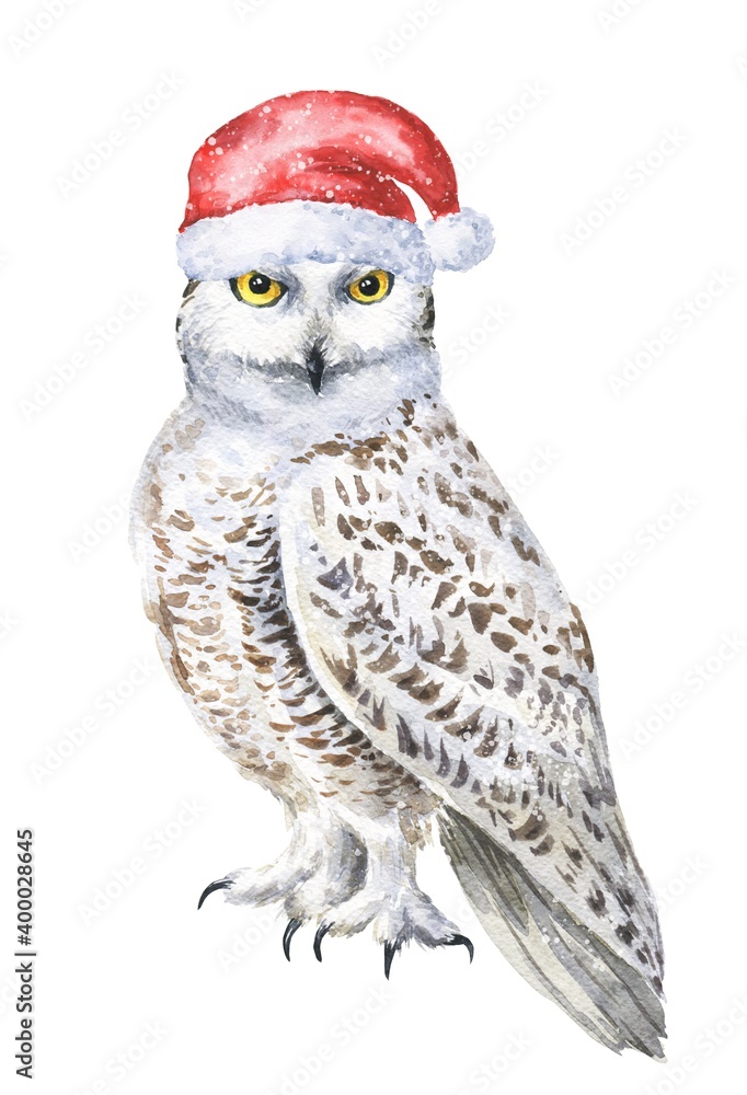 Obraz premium Watercolor snowy owl with santa claus red hat on white background. Hand drawn watercolour bird, wild life illustration. 
