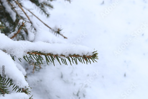 Green pine branch covered with snow, the first snow lies on the green branch