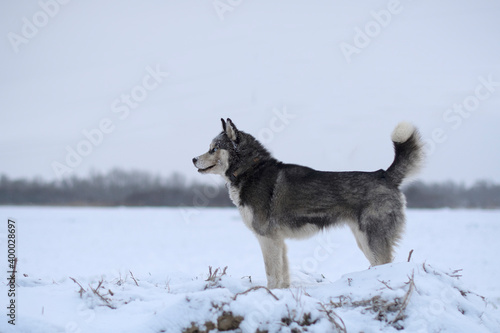 husky dog walking