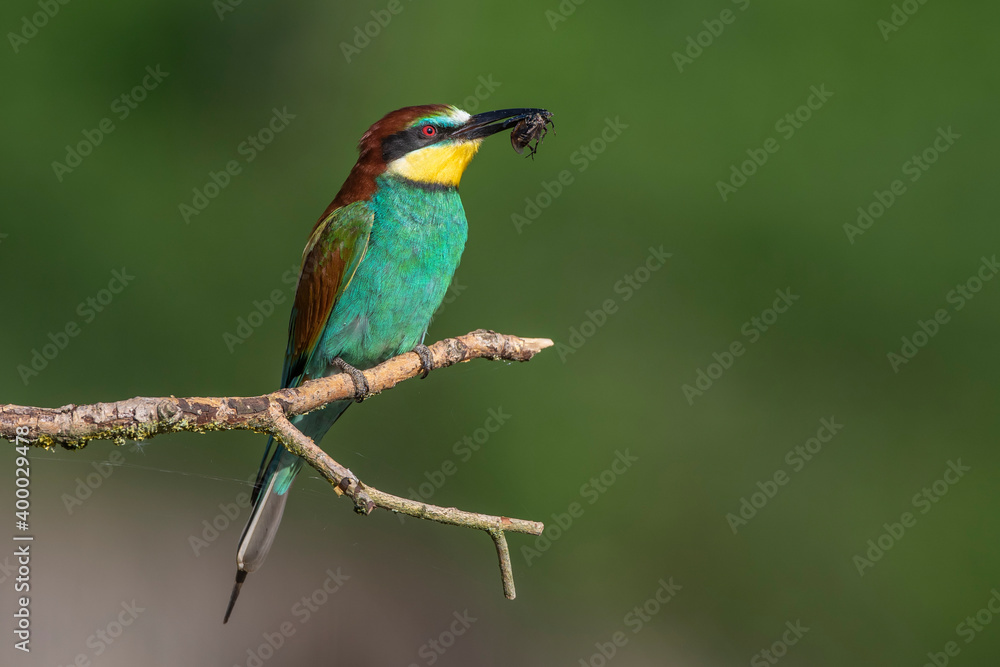 Bienenfresser (Merops apiaster) mit Beute