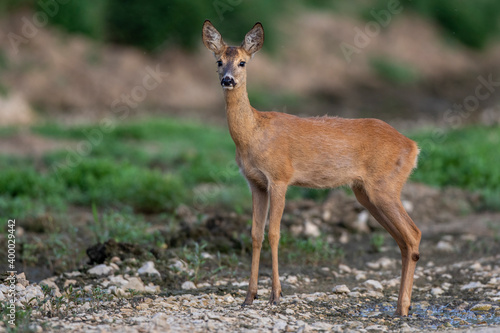 Reh (Capreolus capreolus)