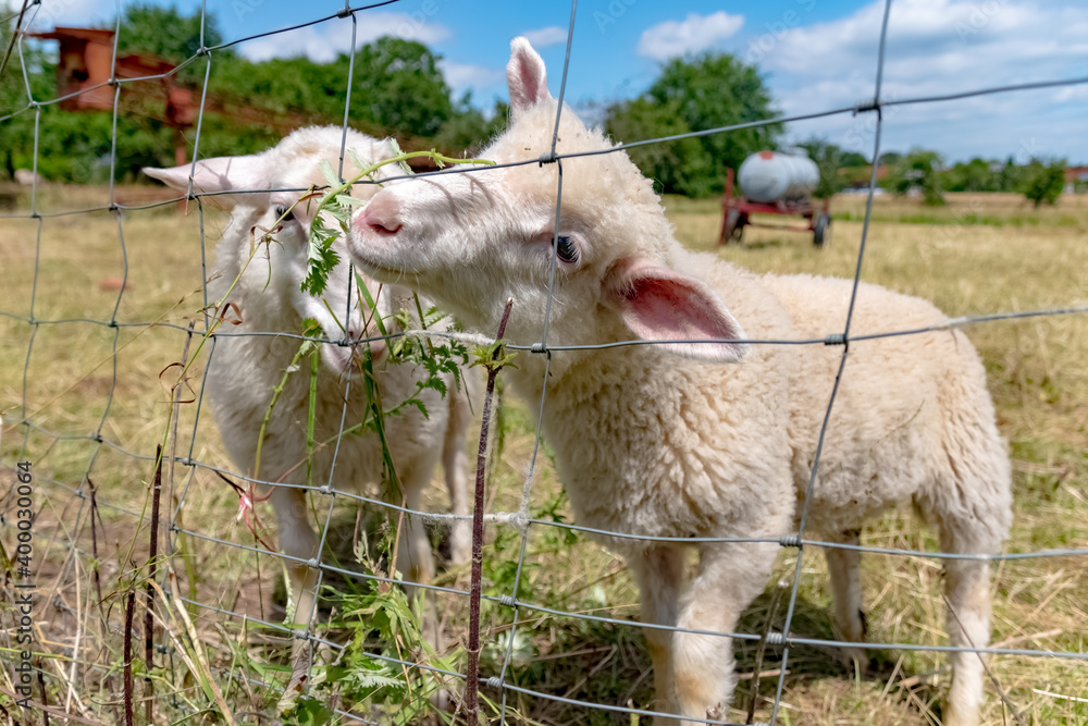 Φωτογραφία Wildlife, Farm, Germany - A lovely young sheep lives in a pasture behind a wire fence near Marburg in Hahnerheide