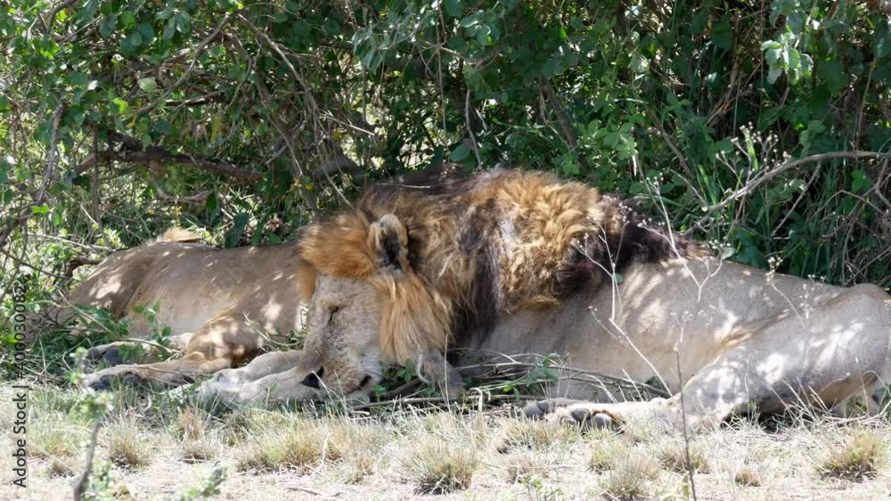 A male and female lion rest in the Serengeti under a tree to escape the mid-day sun. A male and female lion rest in the Serengeti under a tree to escape the mid-day sun.