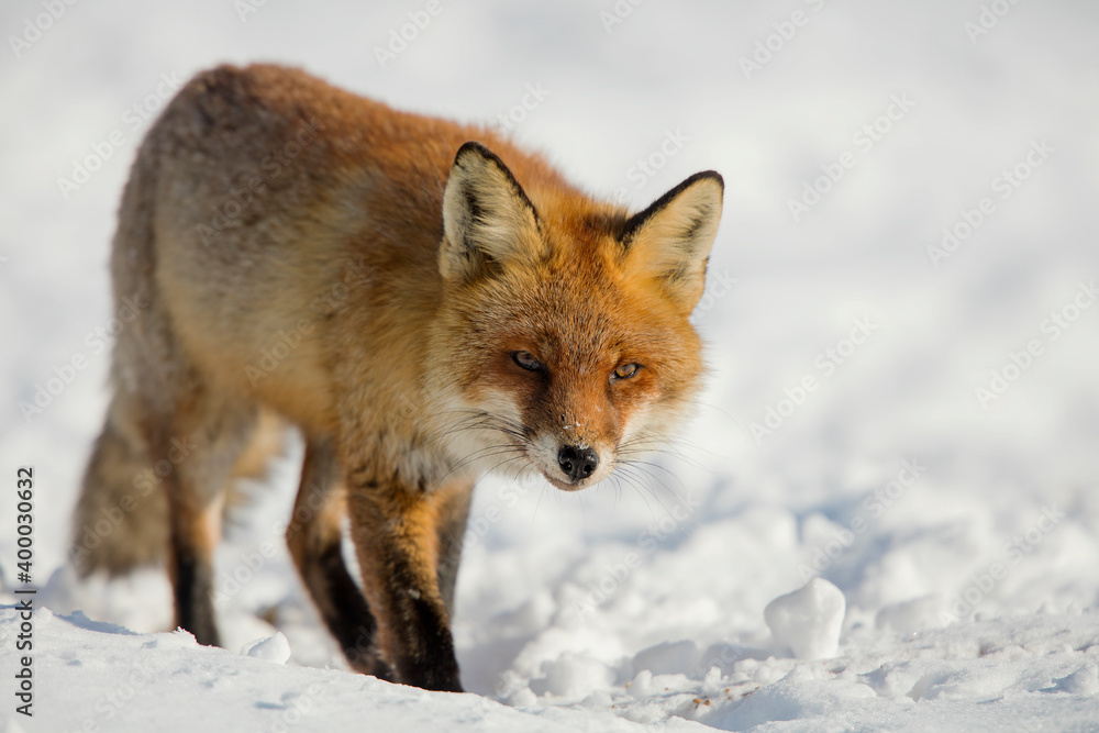 Fototapeta premium red fox in snow