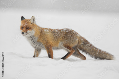 red fox in snow
