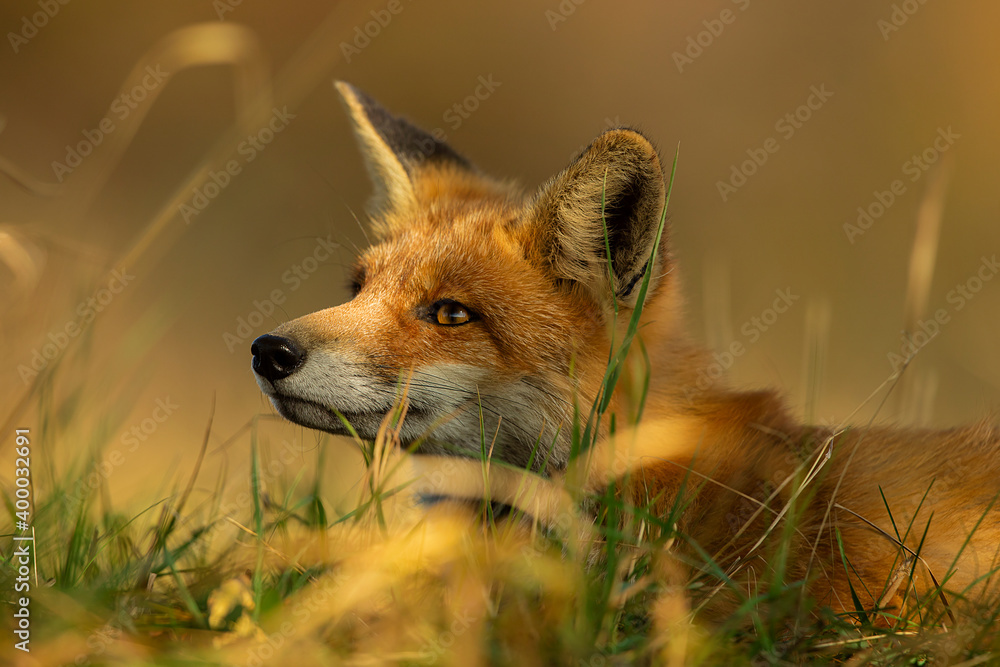 Naklejka premium red fox portrait