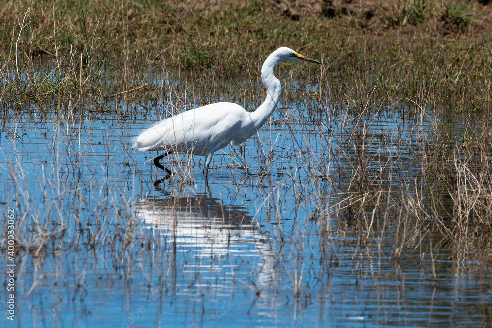 Fototapeta premium Grande Aigrette,. Ardea alba, Great Egret