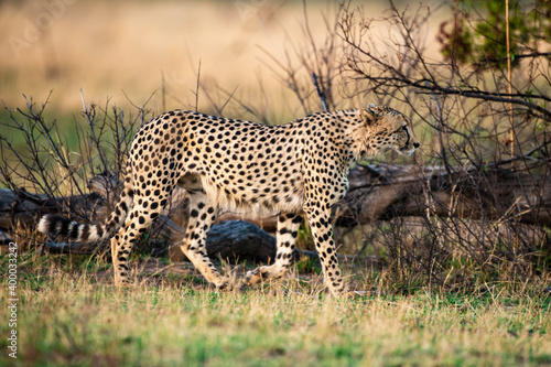 Guépard, cheetah, Acinonyx jubatus, Parc national Kruger, Afrique du Sud © JAG IMAGES