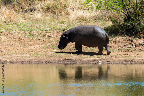 Hippopotame  Hippopotamus amphibius  Afrique du Sud