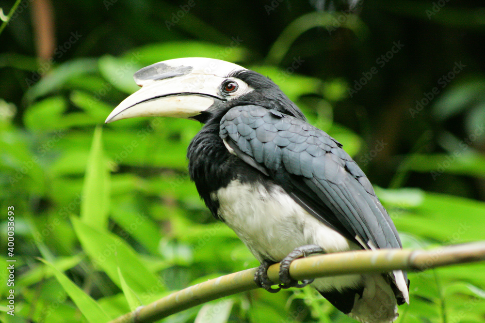 Fototapeta premium hornbills (Bucerotidae) are a family of bird found in tropical