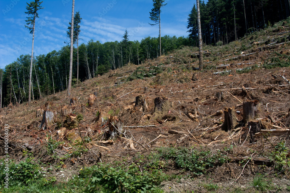 Logging Clear Cutting - Washington State