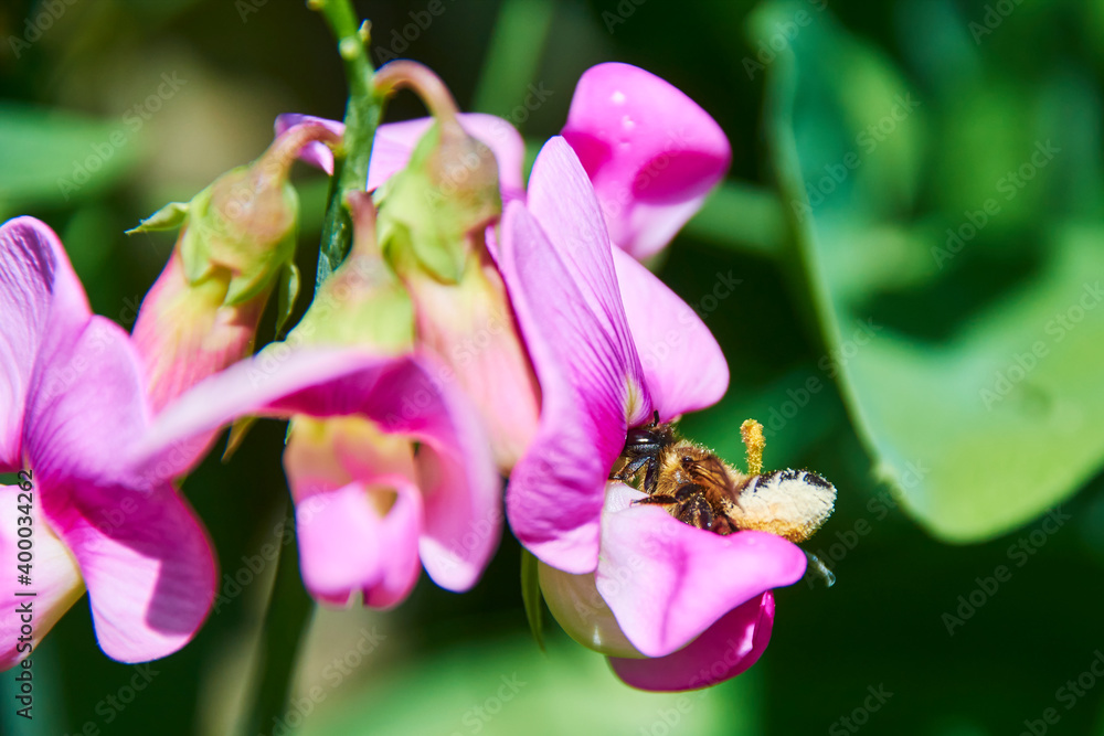 Close up of a honeybee (Apis mellifica) sitting on a pink vetch. Close up of a honeybee (Apis mellifica) sitting on a pink vetch.