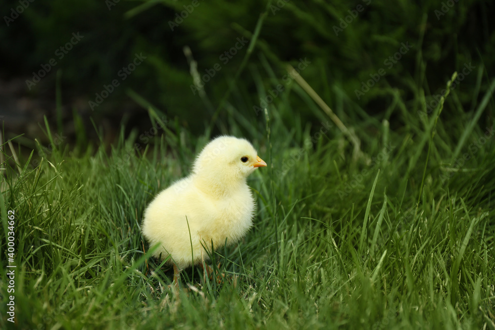 Cute fluffy baby chicken on green grass outdoors. Farm animal