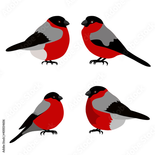 Bullfinches. vector image of migratory birds