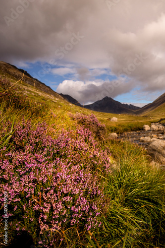 purple heather at Glen Rosa on Arran