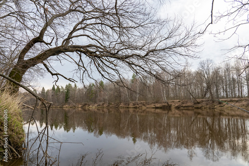 the tree hangs over the water in early spring without leaves or greenery