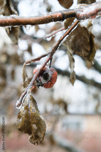 Dried and glazed in ice red apple on the branch. Frozen rain © Юлия Рубан