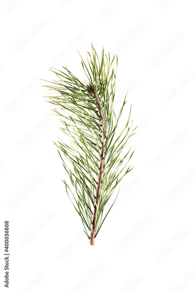 spruce branch isolated on white background. close-up. spruce branch isolated on white background. close-up.