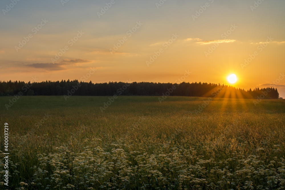 Orange summer sunset over the forest