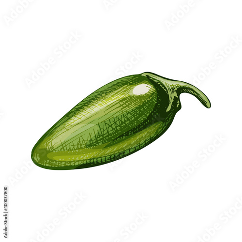 Whole pepper jalapeno. Vector vintage hatching color illustration.