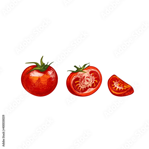 Tomato whole and slice isolated on white background. Vector vintage hatching