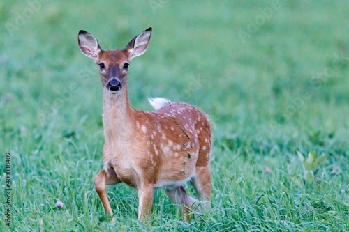 White-tailed deer (Odocoileus virginianus) fawn standing alert in a field during summer in Wisconsin. Selective focus, background blur and foreground blur 