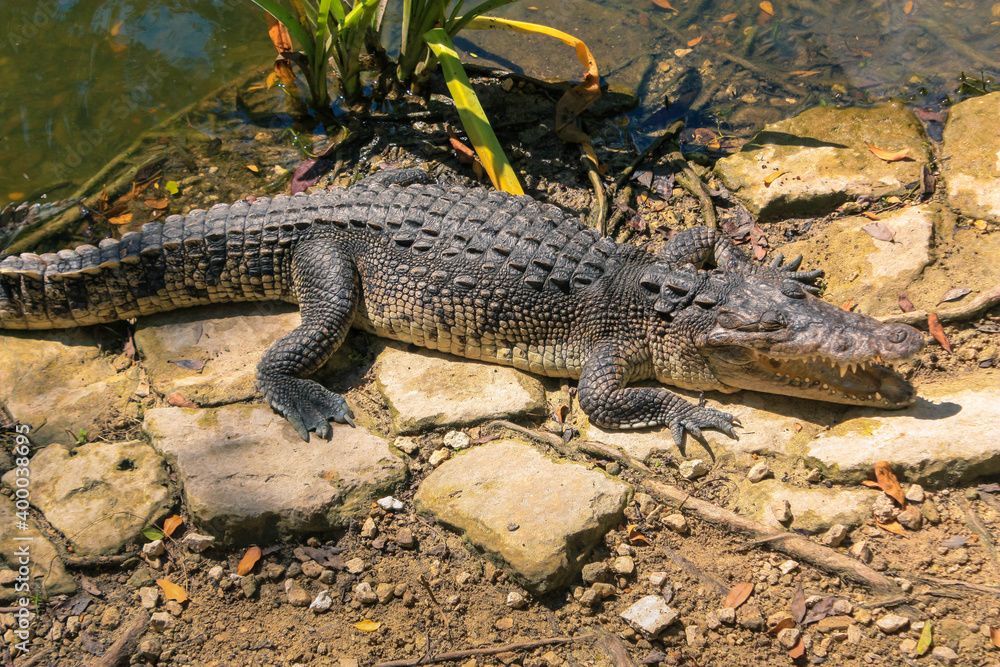 Alligator sunbathing by the river Alligator sunbathing by the river