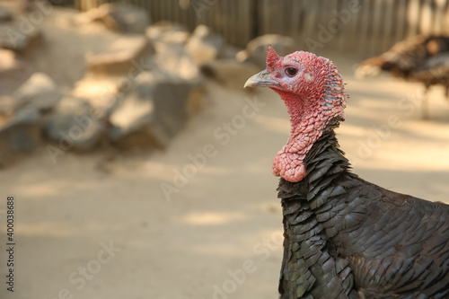 Beautiful domestic turkey in yard, space for text. Farm animal