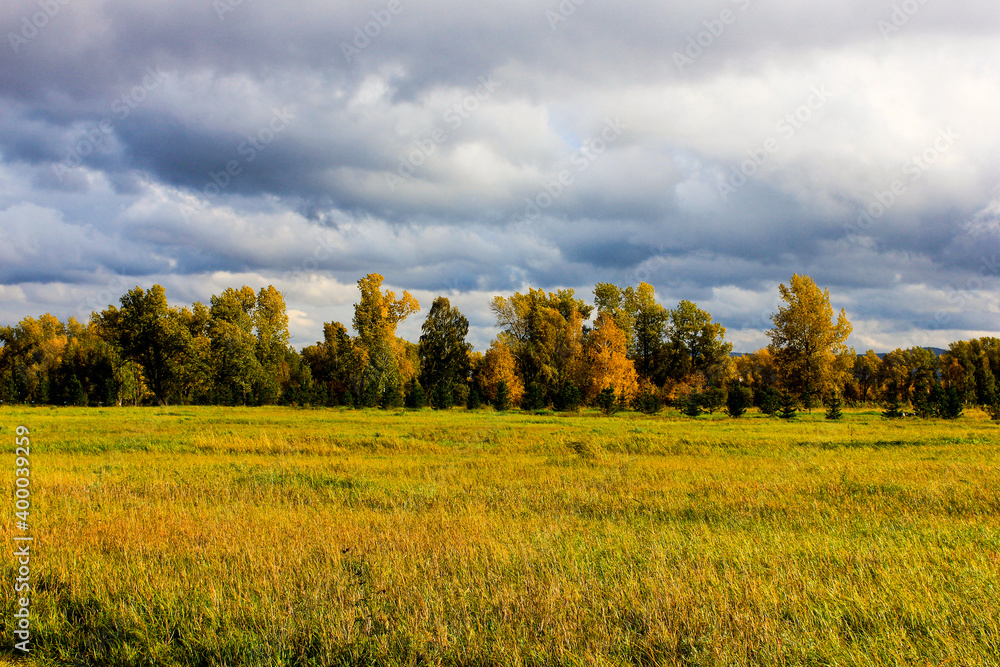 Fototapeta premium autumn forest