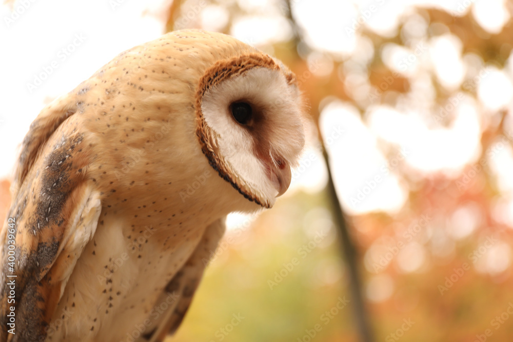 Beautiful common barn owl outdoors. Bird of prey Beautiful common barn owl outdoors. Bird of prey